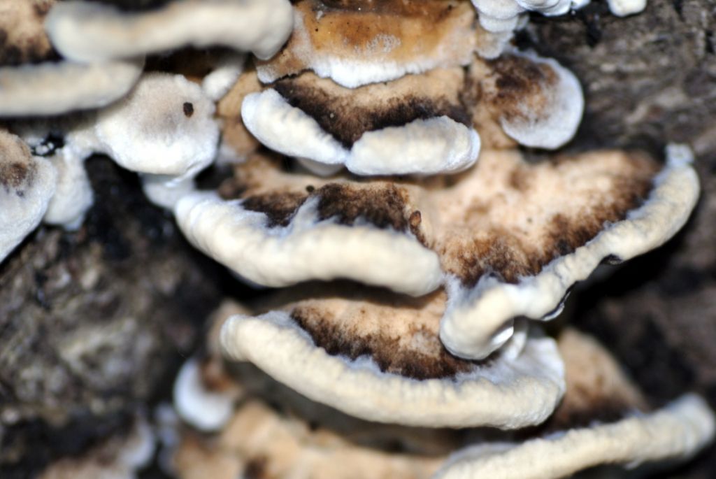 Pu essere Trametes versicolor?