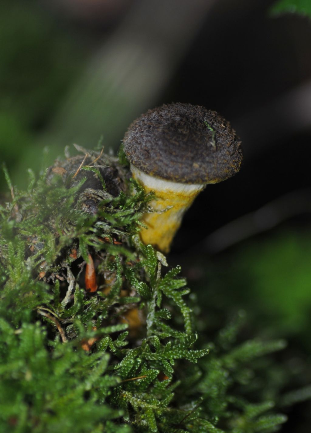 Fungo da identificare