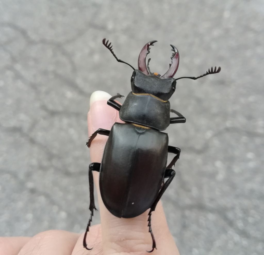 Lucanidae: maschio di Lucanus cervus