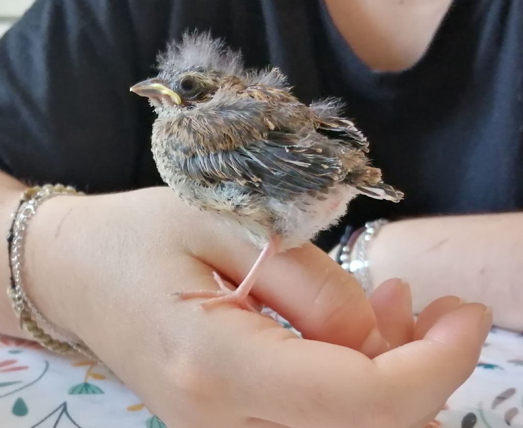 Pulcino di... Zigolo nero