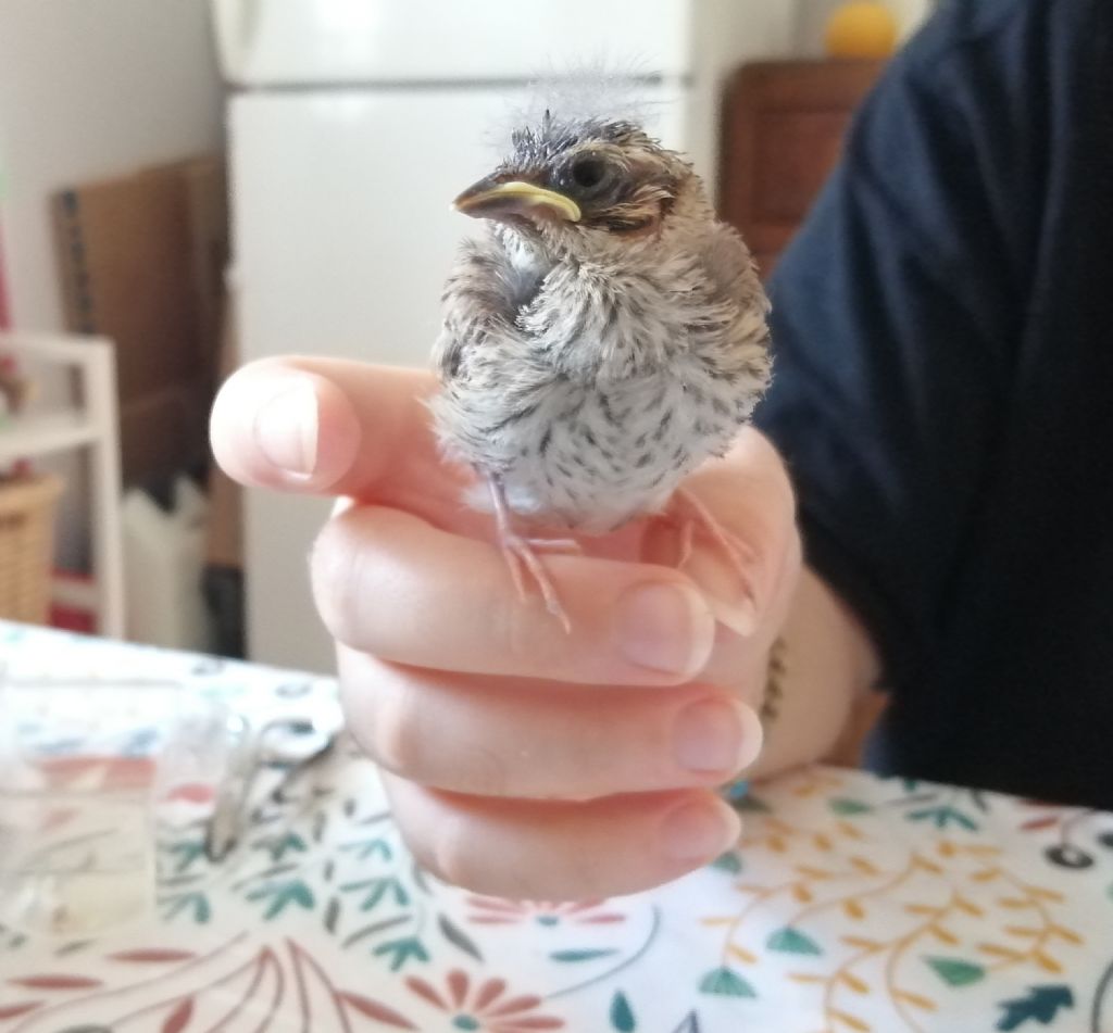 Pulcino di... Zigolo nero