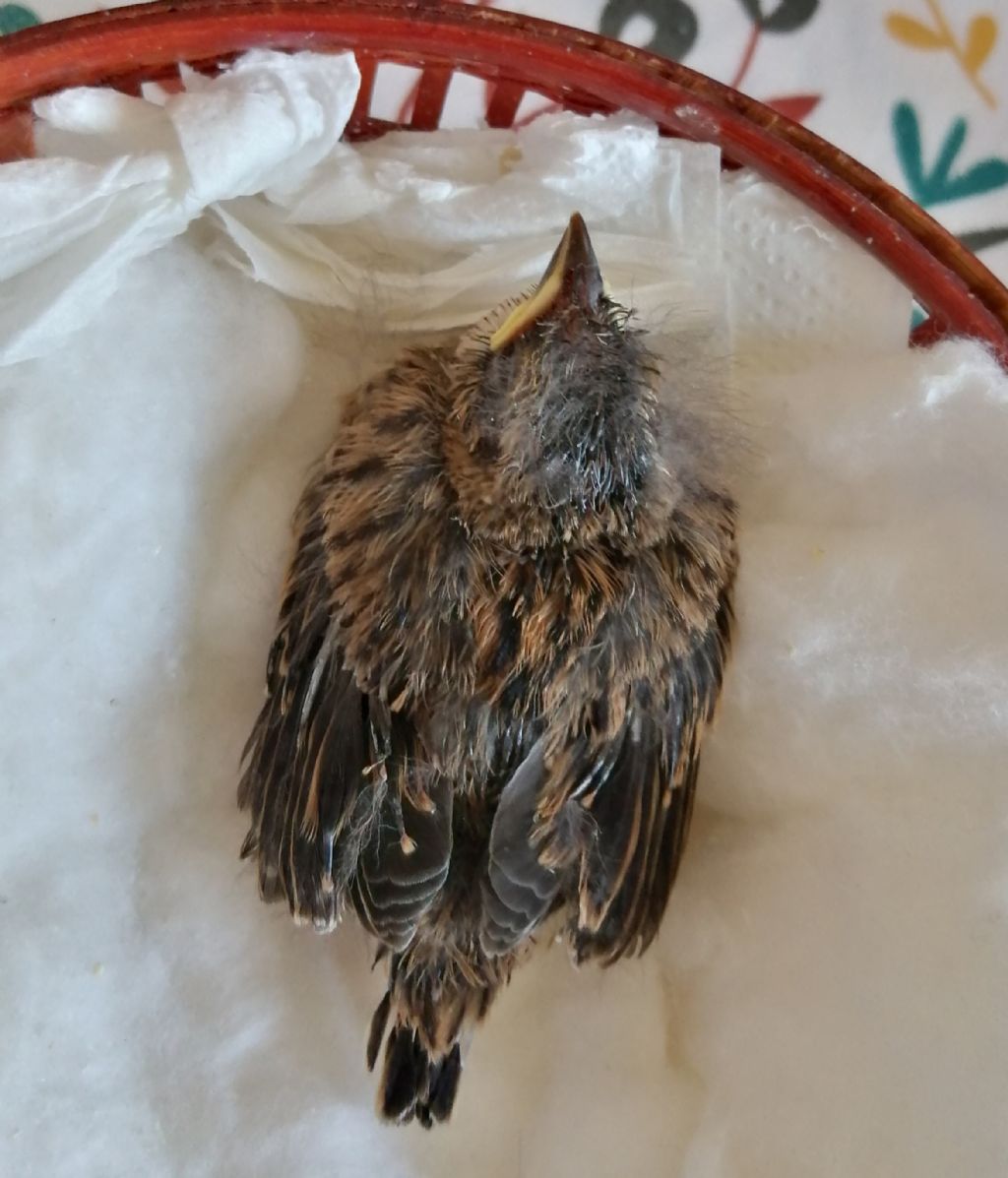 Pulcino di... Zigolo nero