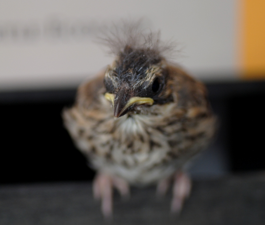 Pulcino di... Zigolo nero