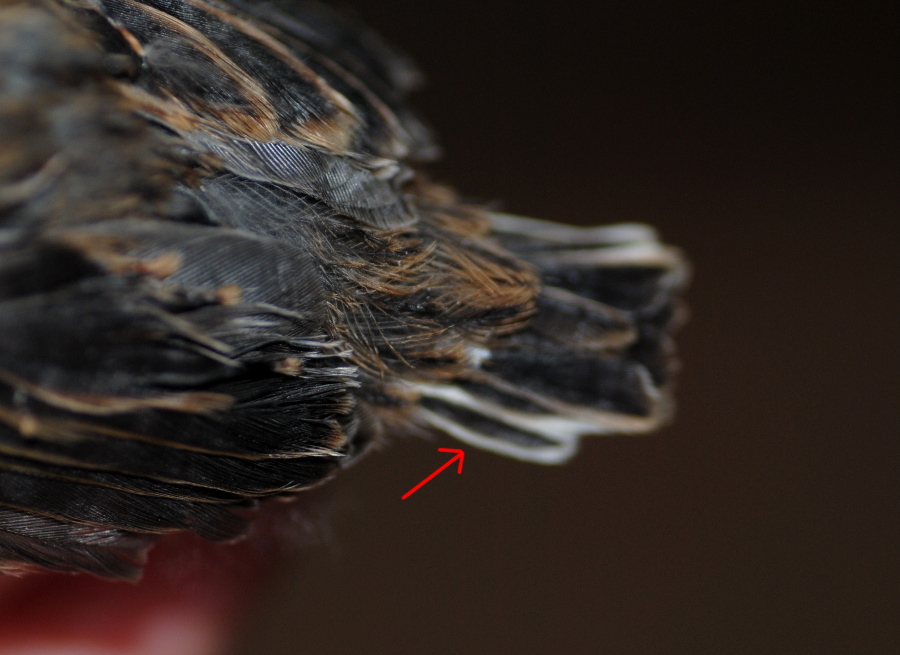 Pulcino di... Zigolo nero