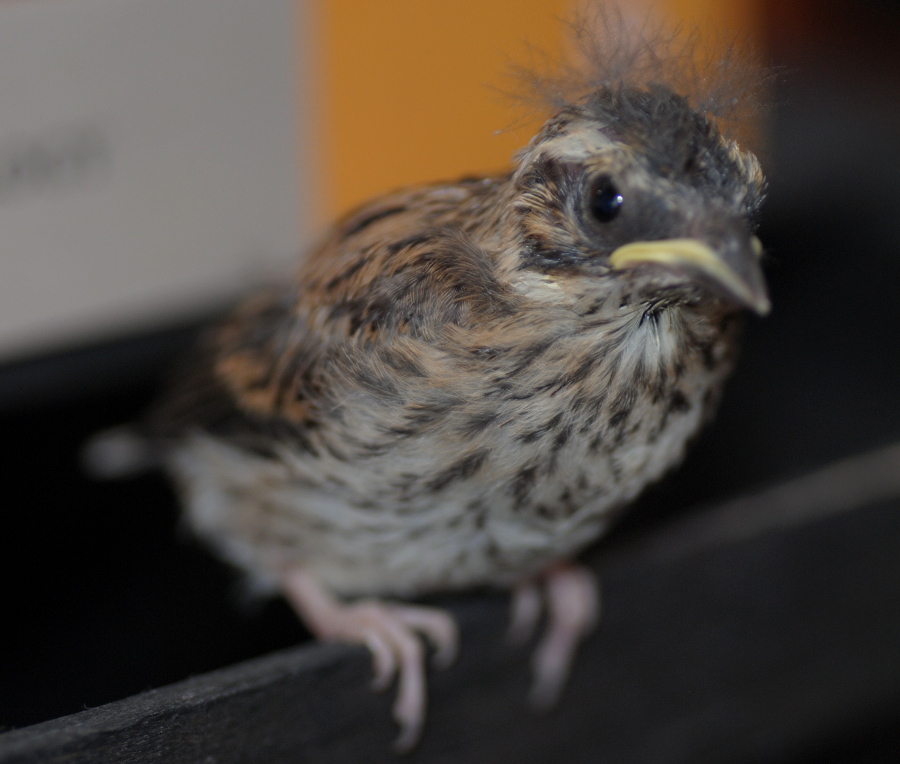 Pulcino di... Zigolo nero