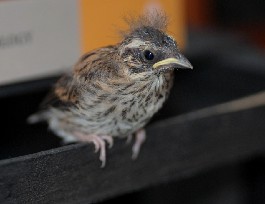 Pulcino di... Zigolo nero