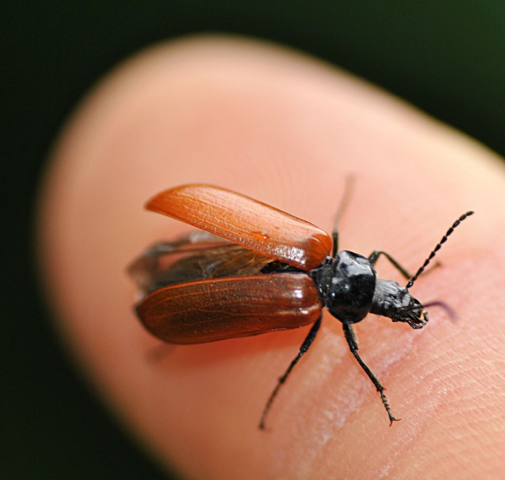 Cantharidae? No, Tenebrionidae Alleculinae, Omophlus sp.