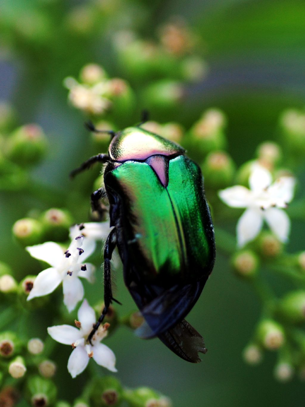 Altra Cetonia aurata?  S