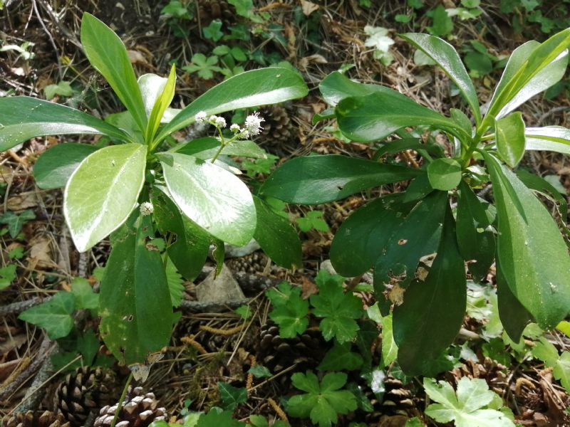 Pianta sottobosco:   Daphne laureola (Thymelaeaceae)