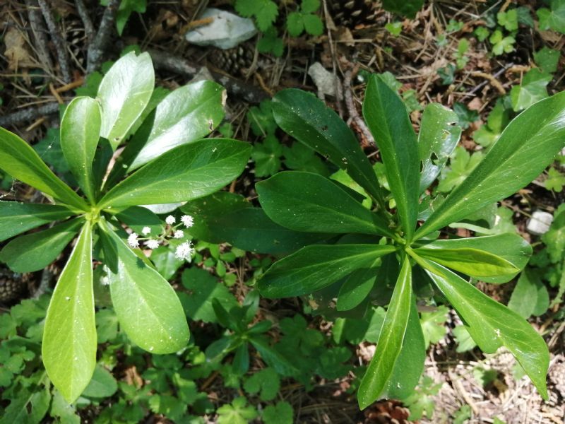 Pianta sottobosco:   Daphne laureola (Thymelaeaceae)