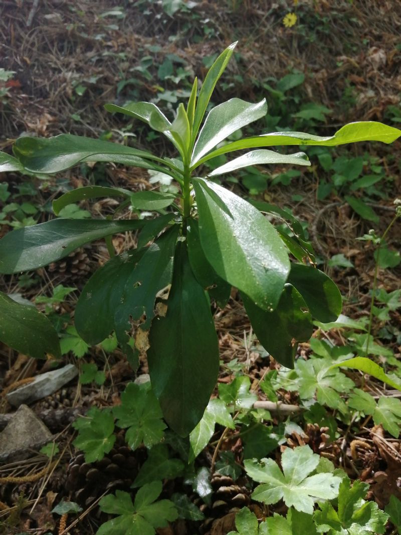 Pianta sottobosco:   Daphne laureola (Thymelaeaceae)
