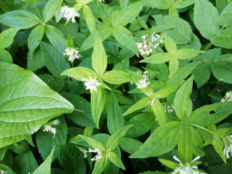 Pianta margini bosco: Asperula taurina (Rubiaceae)