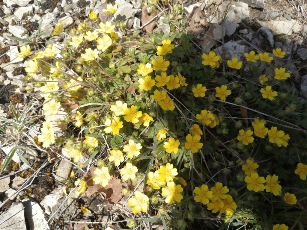 Potentilla sp.?
