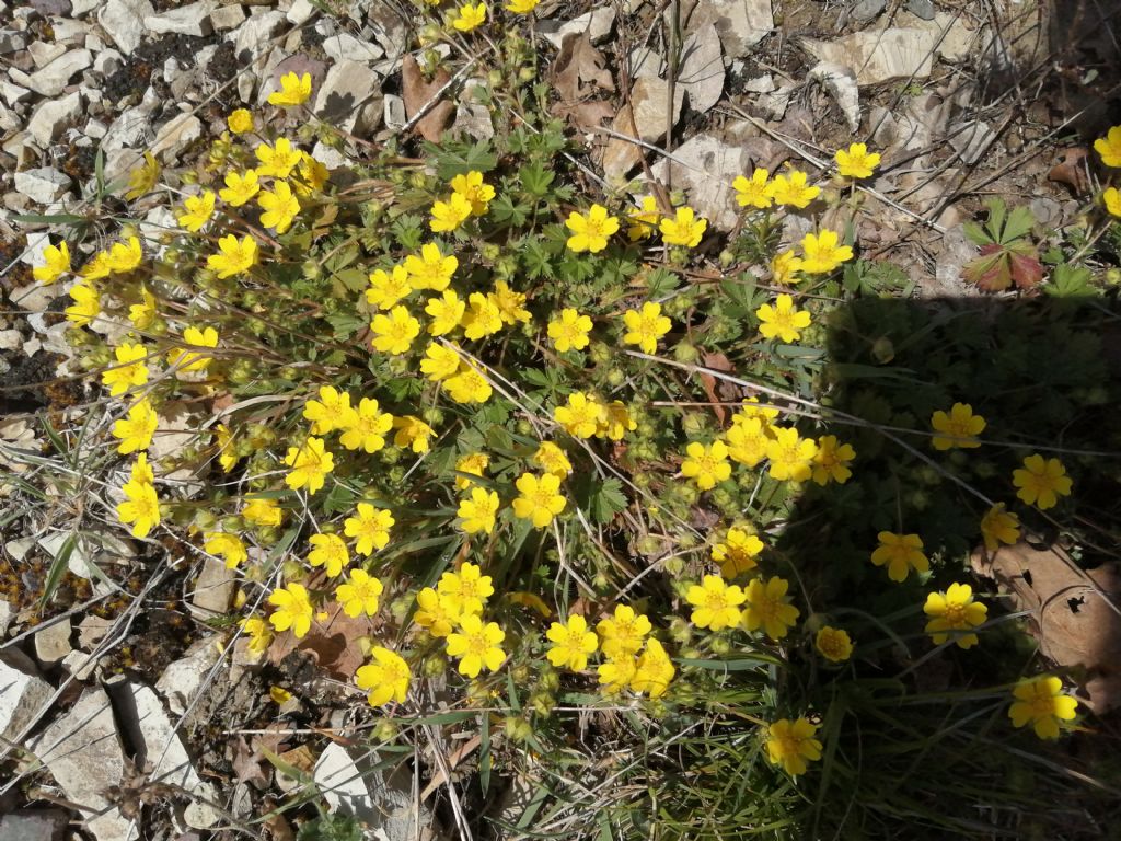 Potentilla sp.?