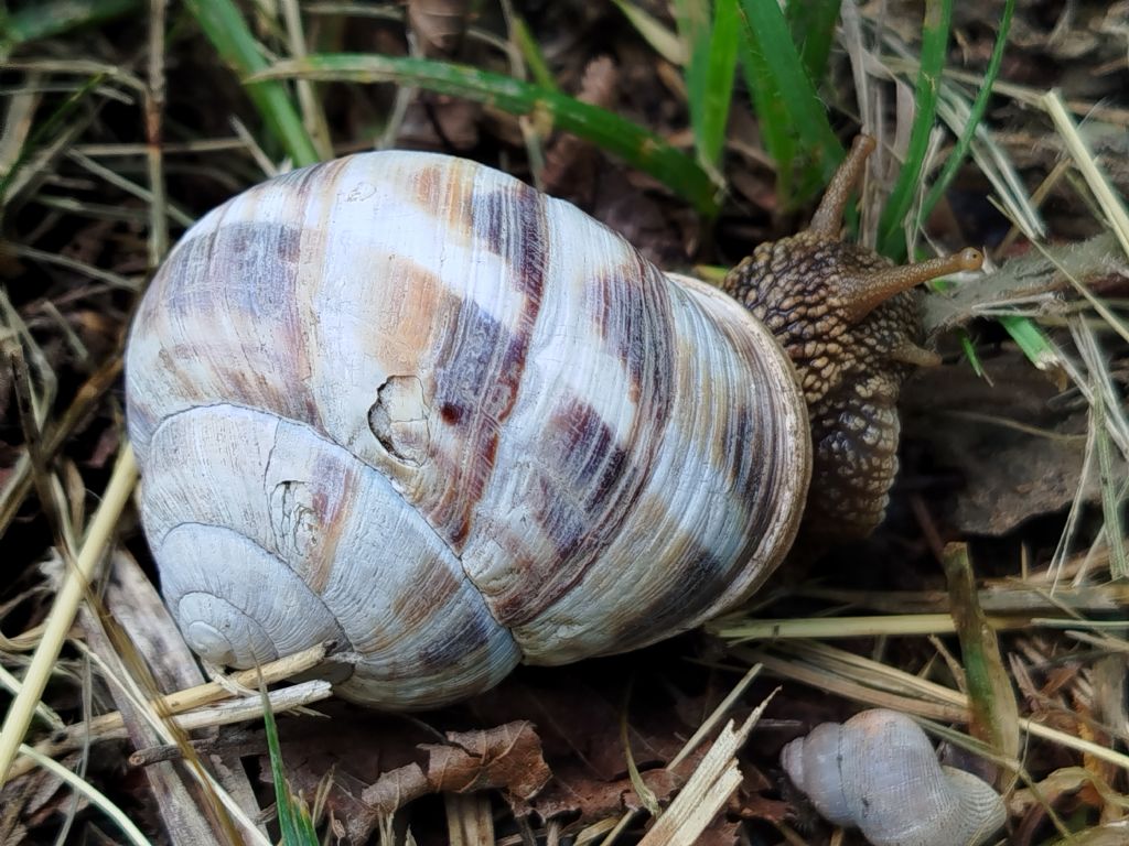 Helix sp.?