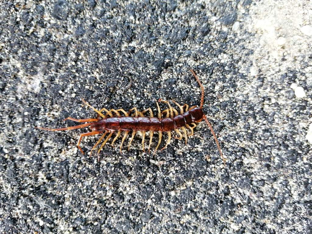 Eupolybothrus sp.?