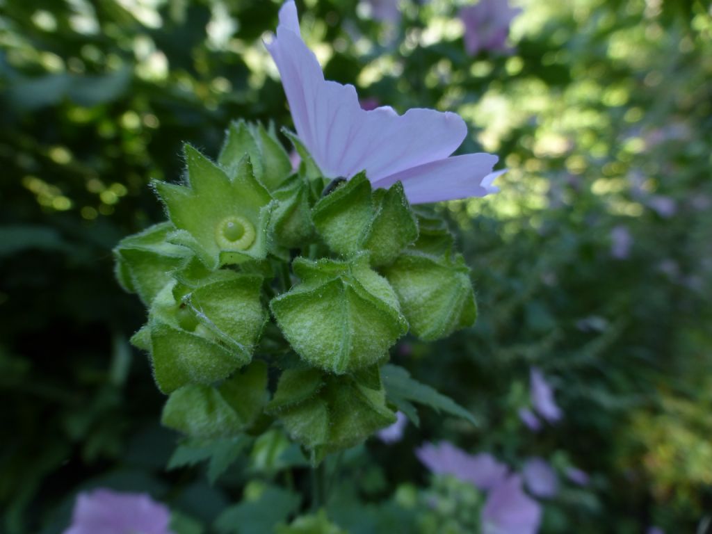 malvacea valdostana 1 - Malva alcea