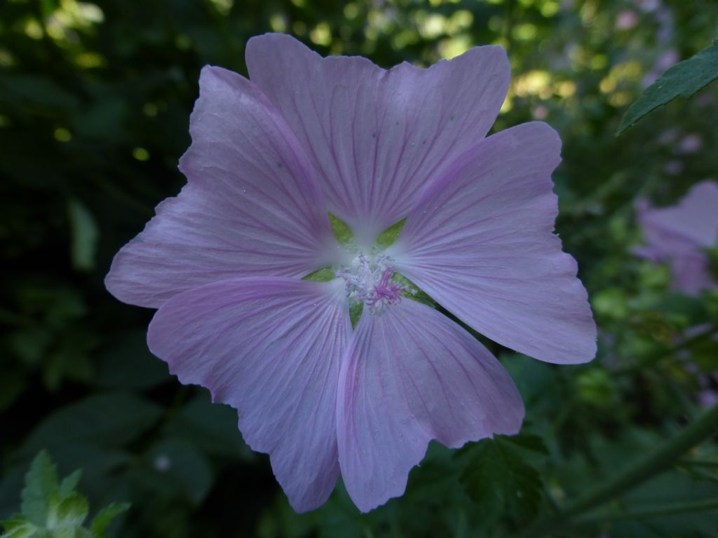 malvacea valdostana 1 - Malva alcea