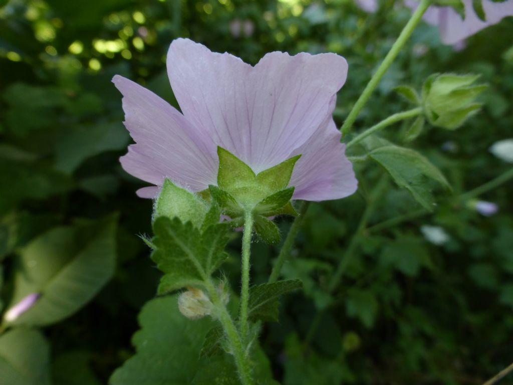 malvacea valdostana 1 - Malva alcea