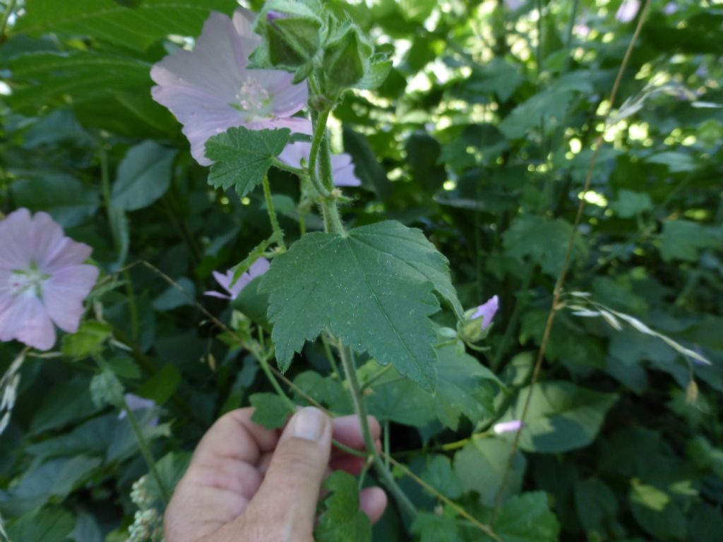 malvacea valdostana 1 - Malva alcea