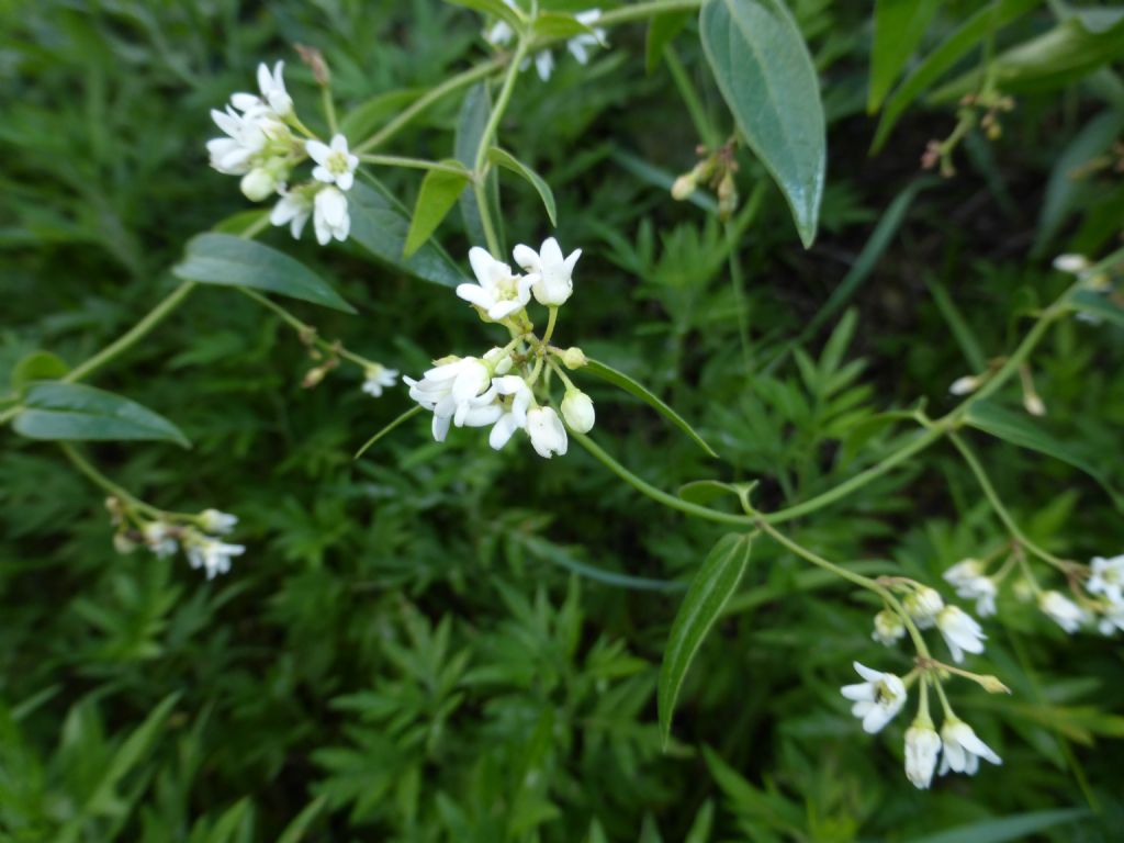 fiorellini bianchi - Vincetoxicum hirundinaria