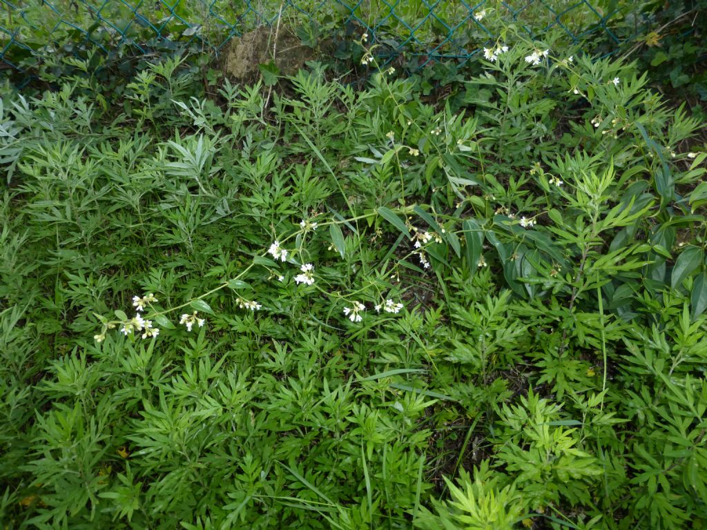fiorellini bianchi - Vincetoxicum hirundinaria