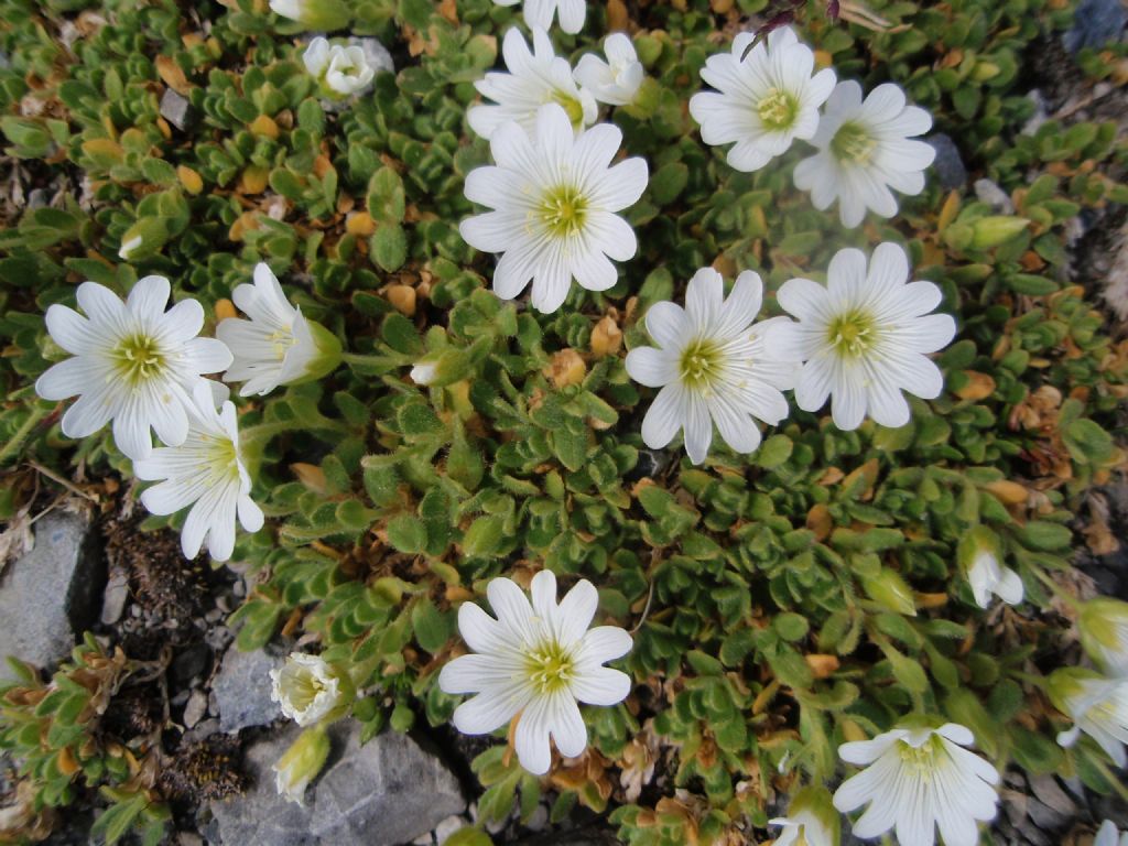 Cerastium uniflorum / Cerastio unifloro