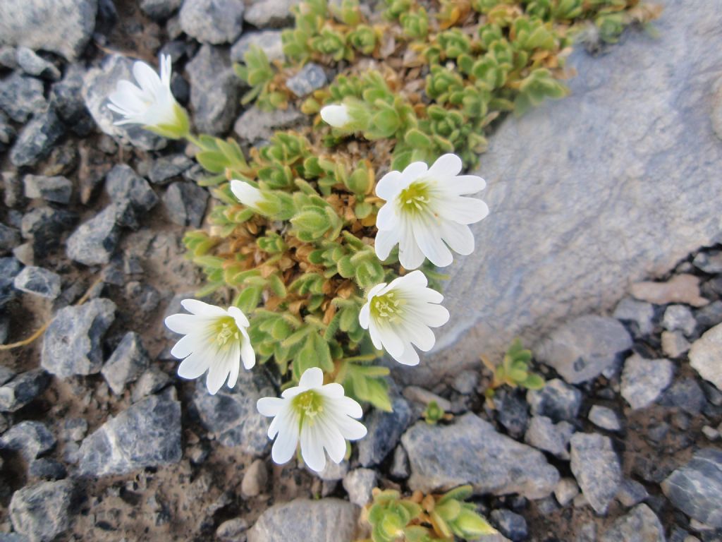 Cerastium uniflorum / Cerastio unifloro