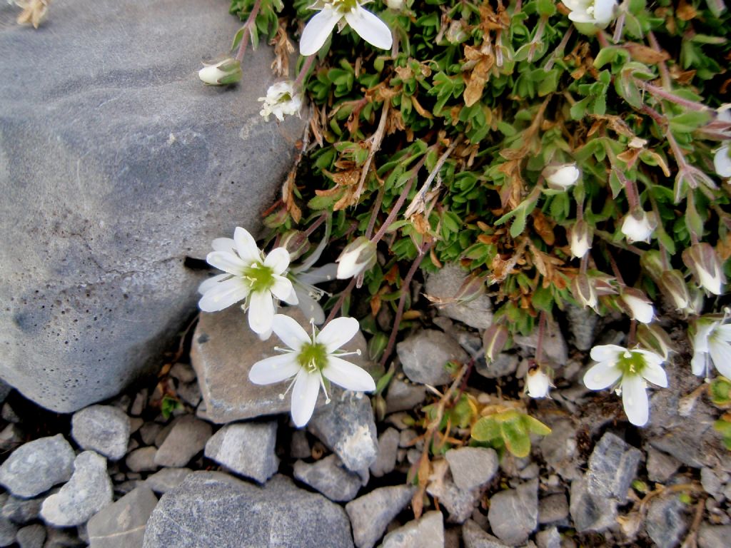 Ancora una pianta dall''Engadina - cfr. Arenaria ciliata