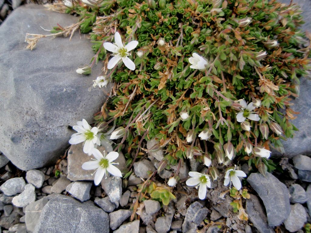 Ancora una pianta dall''Engadina - cfr. Arenaria ciliata