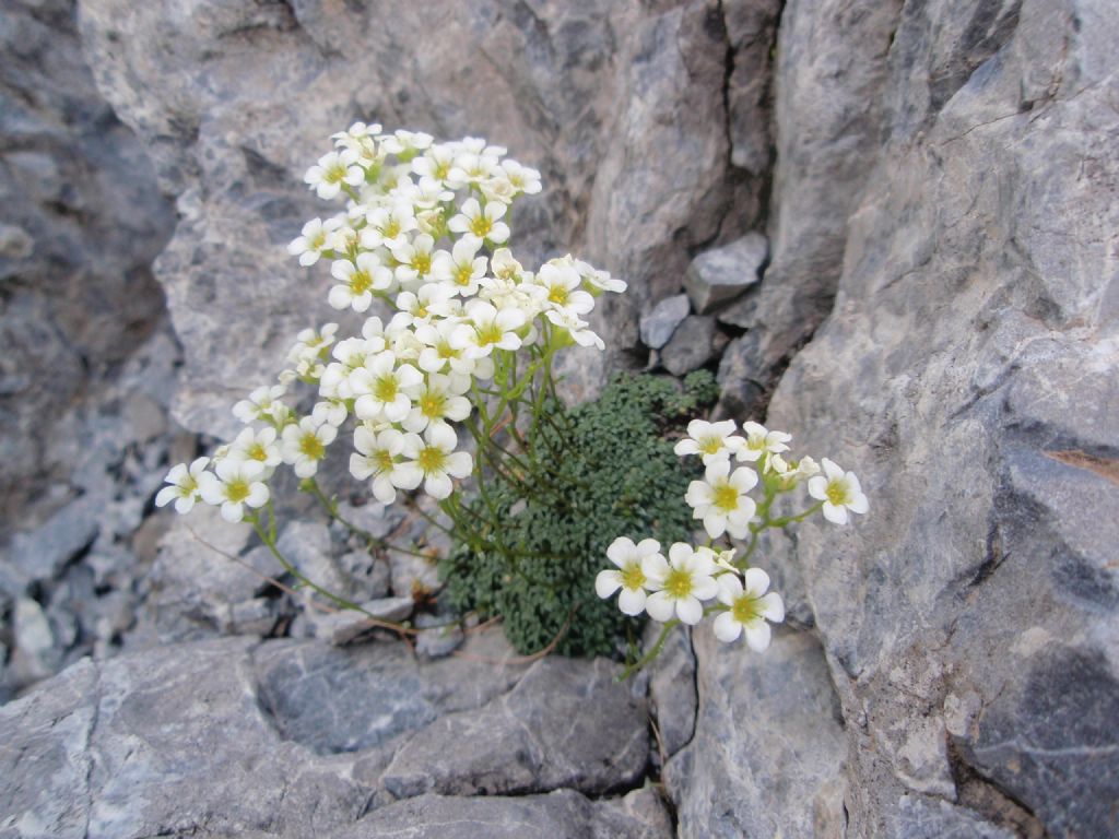 dall''Engadina - Saxifraga squarrosa