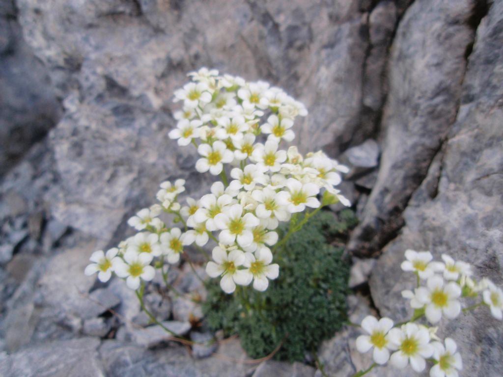 dall''Engadina - Saxifraga squarrosa