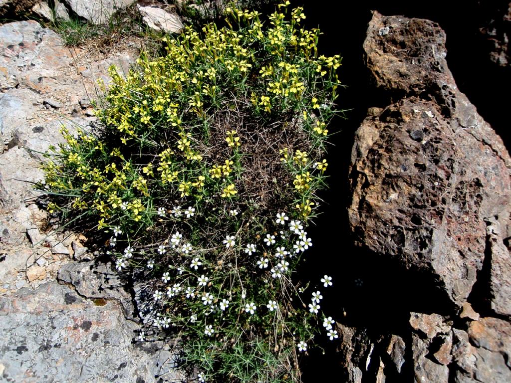 Un giretto sulla Sierra Nevada