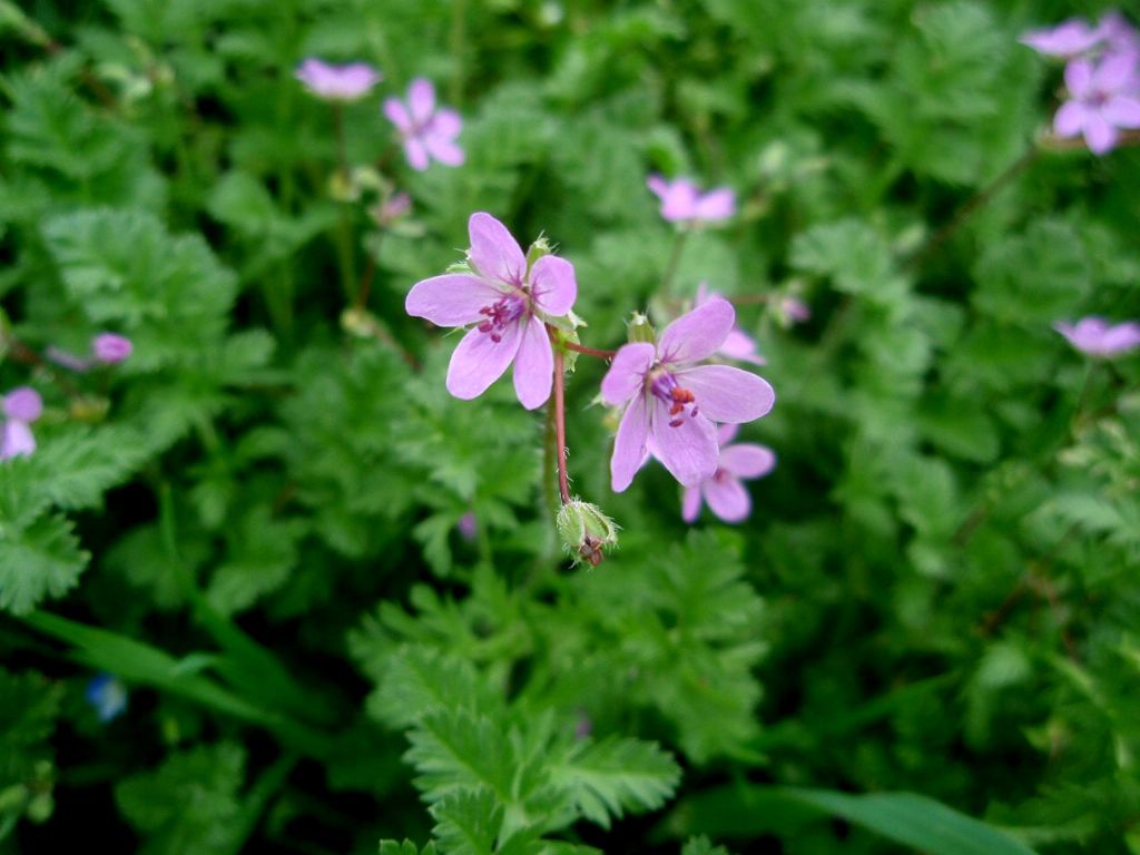 Erodium cicutarium?
