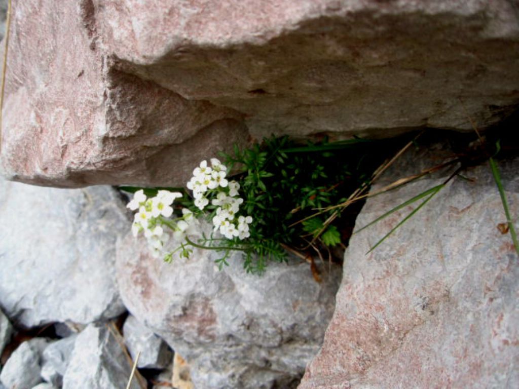 brassicacea 1 - Hornungia alpina ?