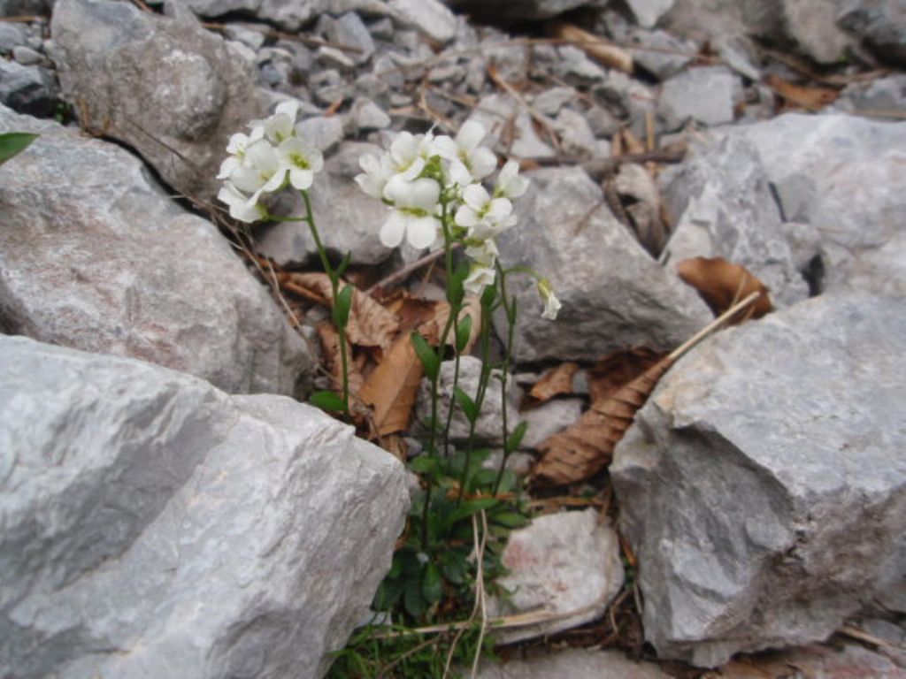 Arabis bellidifolia  / Arabetta minore