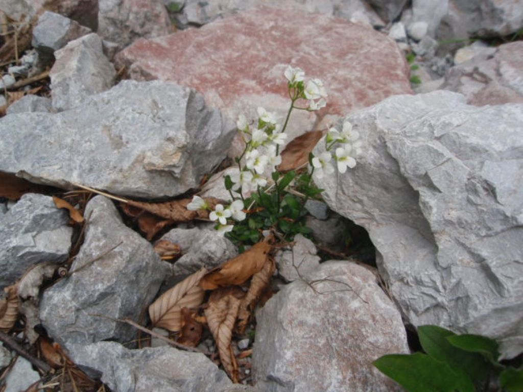Arabis bellidifolia  / Arabetta minore