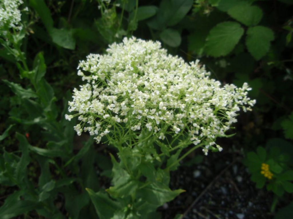Cardaria draba (=Lepidium draba) (Brassicaceae)