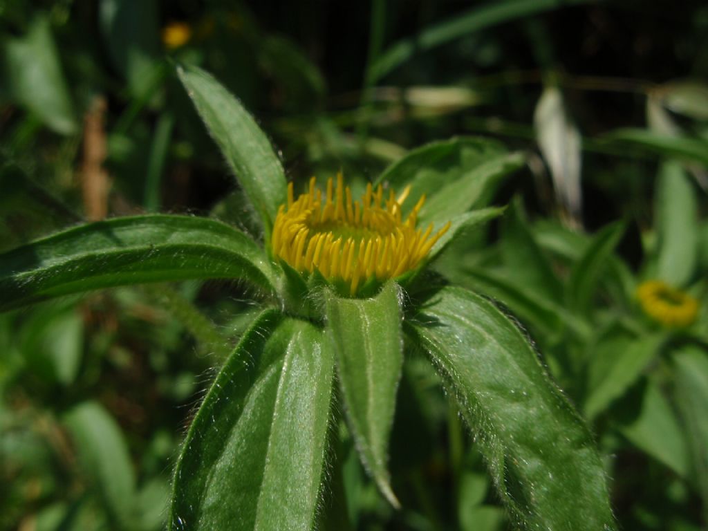 Pallenis spinosa