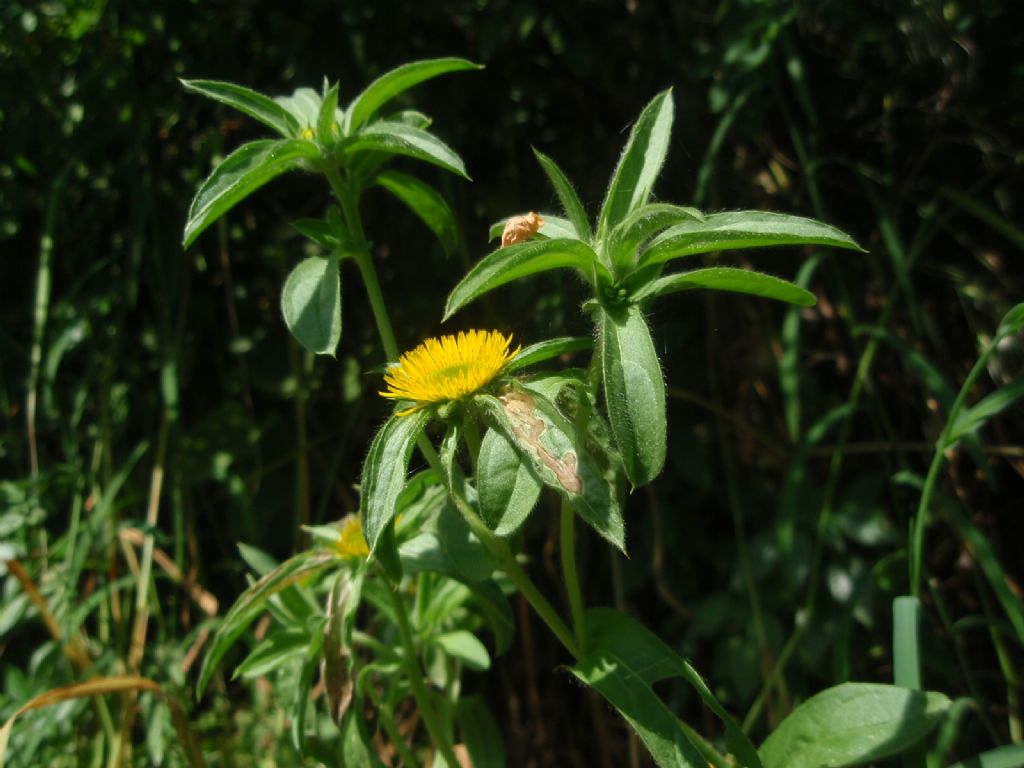 Pallenis spinosa