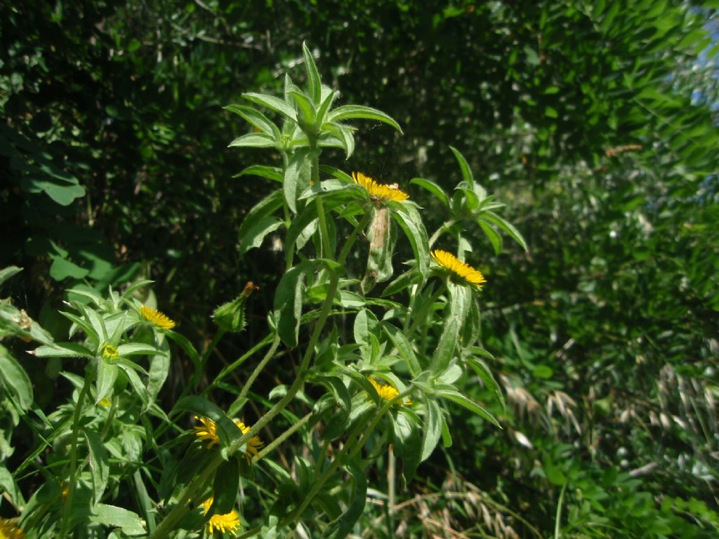 Pallenis spinosa