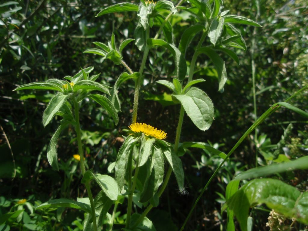 Pallenis spinosa