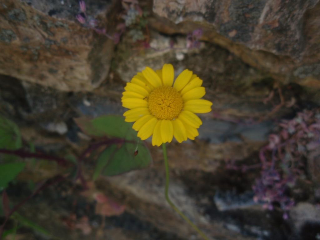 Coleostephus myconis