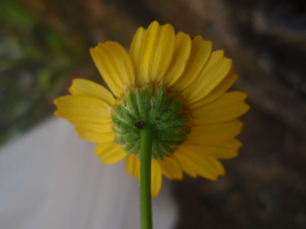 Coleostephus myconis