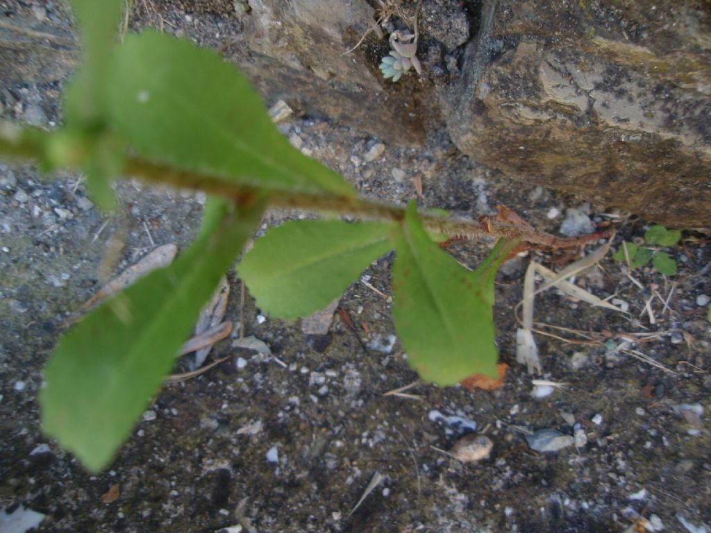 Coleostephus myconis