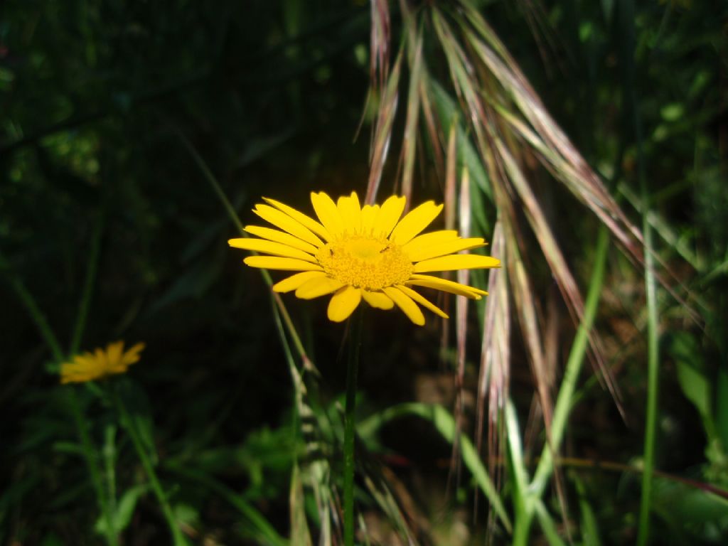 Coleostephus myconis
