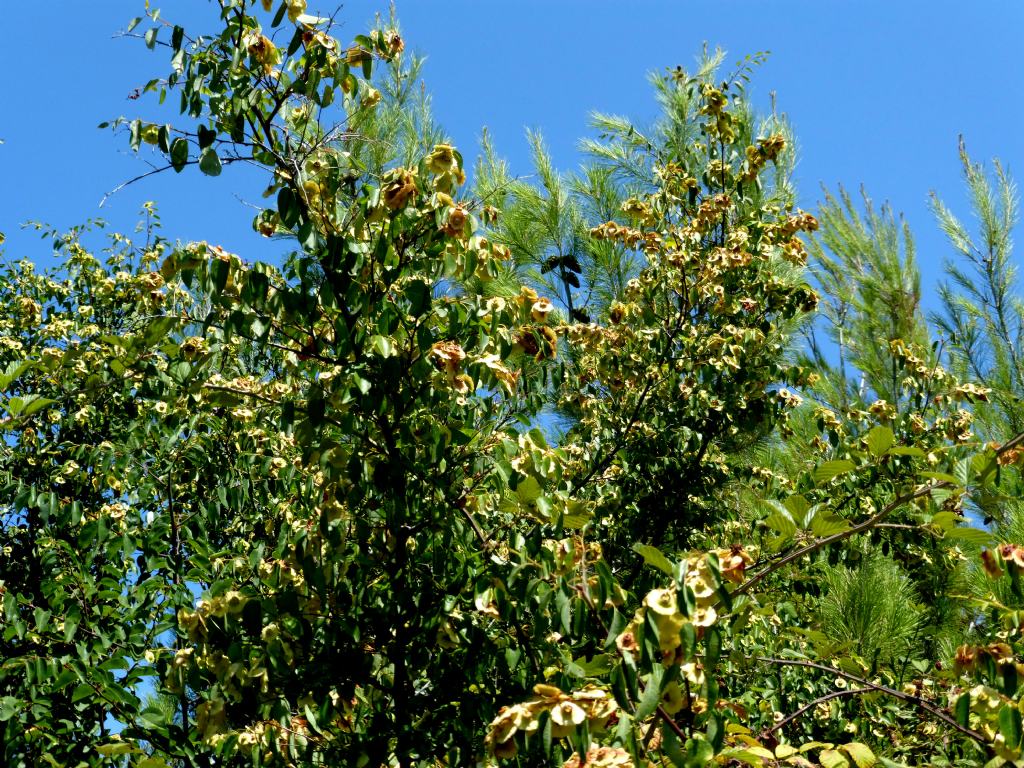 Paliurus spina-christi  (Rhamnaceae)