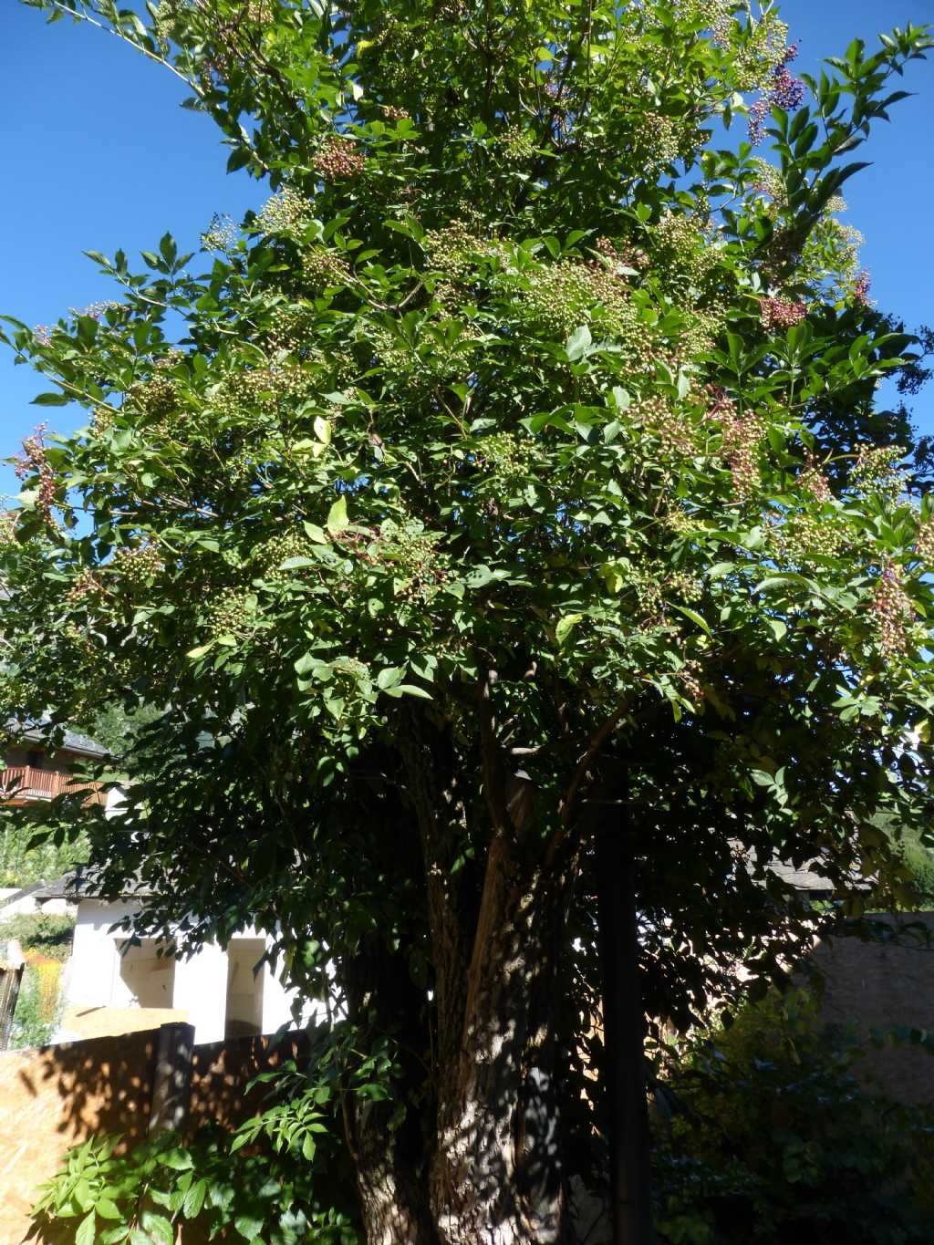 sambuco di 250 anni