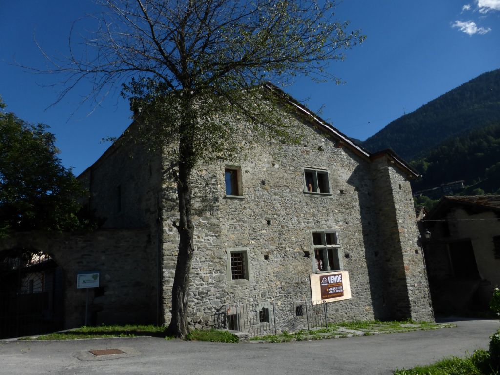 sambuco di 250 anni