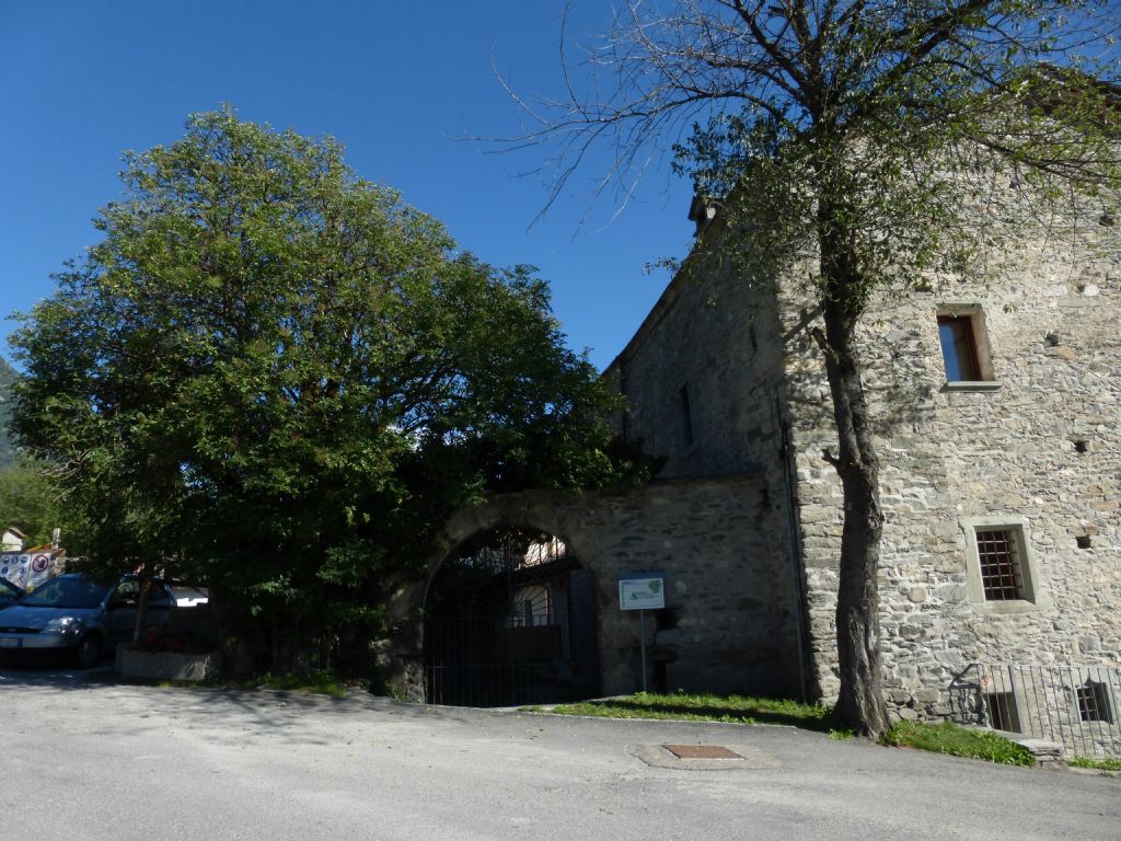 sambuco di 250 anni